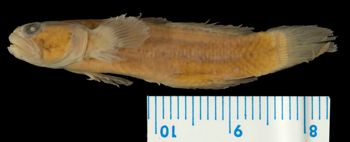 Media type: image; Ichthyology 27124